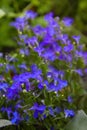 Blue violet Lobelia erinus Sapphire flowers or Edging Lobelia Royalty Free Stock Photo