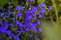 Blue violet Lobelia erinus Sapphire flowers or Edging Lobelia Royalty Free Stock Photo