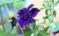 Blue-violet petunia flowers in pots on the balcony.