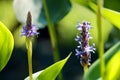 Blue, violet salvia flowers