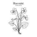 Blue violet Viola sororia , medicinal plant Royalty Free Stock Photo