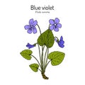 Blue violet Viola sororia , medicinal plant