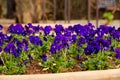 Blue violet Royalty Free Stock Photo