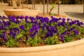 Blue violet Royalty Free Stock Photo