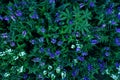 Blue Violet White Flowers on Green Leave Background