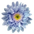 Blue-violet-yellow chrysanthemum flower isolated on white background with clipping path. Closeup no shadows. For design. Royalty Free Stock Photo