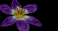 Blue violet yellow vibrant tulip blossom macro, black background Royalty Free Stock Photo