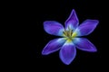 Blue violet yellow tulip blossom macro, black background,fine art still life of a single isolated wide open bloom Royalty Free Stock Photo