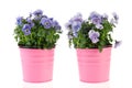 Blue Violets Royalty Free Stock Photo