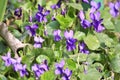 Blue violets flowers Royalty Free Stock Photo