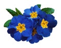 Blue violets flowers, white isolated background with clipping path. Closeup. no shadows. For design.