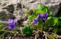 Blue violets in the forest Viola odorata, Wood violets flowers, sweet violet