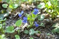 Blue Violets green leaves sun Royalty Free Stock Photo