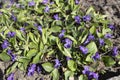 Blue violets - spring forest flowers. Royalty Free Stock Photo