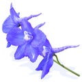 Blue-violett delphinium flowers