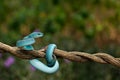 A blue viper is on alert for threats & perched on a tree branch in the garden