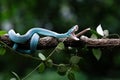 A blue viper is on alert for threats & perched on a tree branch in the forest