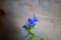 Blue Viper s bugloss -Echium vulgare- inflorescence. Wooden background