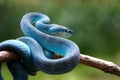 Blue viper snake on branch ready to attack