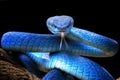 Blue viper snake closeup face, head of viper snake Royalty Free Stock Photo