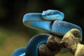 Blue viper snake closeup face, head of viper snake