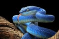 Blue viper snake closeup face, head of viper snake Royalty Free Stock Photo