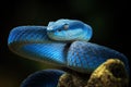 Blue viper snake closeup face, head of viper snake Royalty Free Stock Photo