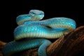 Blue viper snake closeup face, head of viper snake Royalty Free Stock Photo