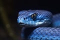 Blue viper snake head. Generate Ai