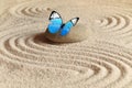 A blue vivid butterfly on a zen stone with circle patterns in the grain sand Royalty Free Stock Photo