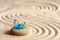 A blue vivid butterfly on a zen stone with circle patterns in the grain sand Royalty Free Stock Photo