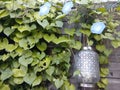 blue volibilis and siver lantern Royalty Free Stock Photo