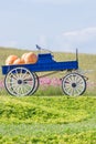 Blue wagon full of pumpkins Royalty Free Stock Photo