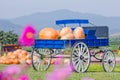 Blue wagon full of pumpkins Royalty Free Stock Photo