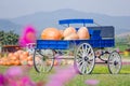 Blue wagon full of pumpkins Royalty Free Stock Photo