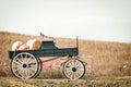 Blue wagon full of pumpkins in farm Royalty Free Stock Photo