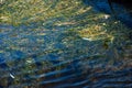 Blue water covered with green algae Royalty Free Stock Photo