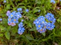 Blue Water Forget-me-not Flowers