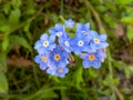 Blue Water Forget-me-not Flowers in the Garden