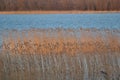 Blue water with golden vertical grass