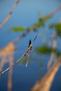 Dragonfly on the side. Closer view. Beautiful Royalty Free Stock Photo