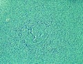 Blue water in a hotels swimming pool. Selective focus. Toned Royalty Free Stock Photo