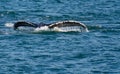 Blue Water Humpback Fluke Royalty Free Stock Photo