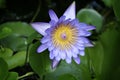 Blue water lilly against a green background of leaves