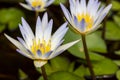 Blue water lily blooming in morning light Royalty Free Stock Photo