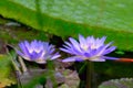 blue water lily floating in the pond. Beauty in nature. natural background. Royalty Free Stock Photo