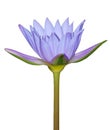 Blue water lily flower Royalty Free Stock Photo