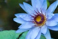 Blue water lily at longwood gardens