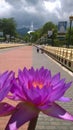 Blue water lily place of worship - Srilanka. Royalty Free Stock Photo