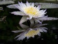 Blue water lily reflection at a Botanical Garden Royalty Free Stock Photo